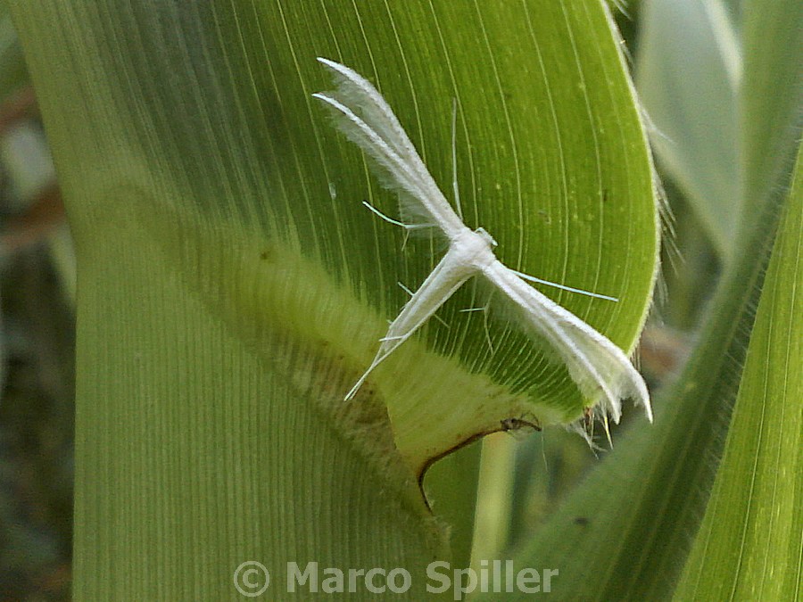 Pterophorus pentadactyla